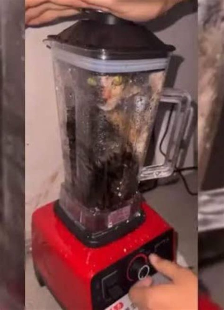 Is Xu Zhihui Arrested? Charged With Putting Cat In Blender